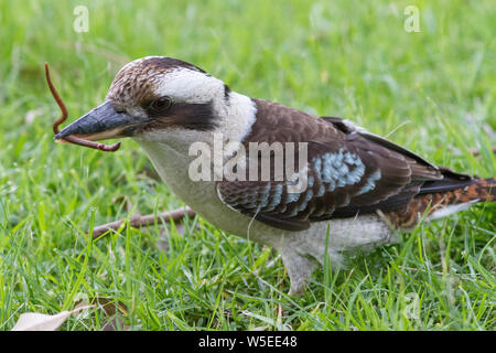 Laughing Kookaburra ver de l'alimentation Banque D'Images