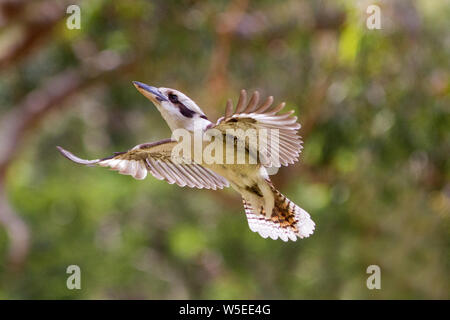 Laughing Kookaburra en vol Banque D'Images