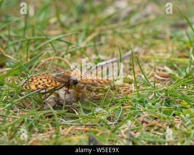 Glanville fritillary (Melitaea cinxia papillons ) sur l'herbe Banque D'Images