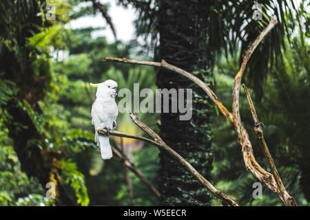 Cacatoès à huppe jaune-blanc (Cacatua sulphurea) assis sur une branche. Parrot également connu comme le moindre teneur en soufre cacatoès soufré Banque D'Images