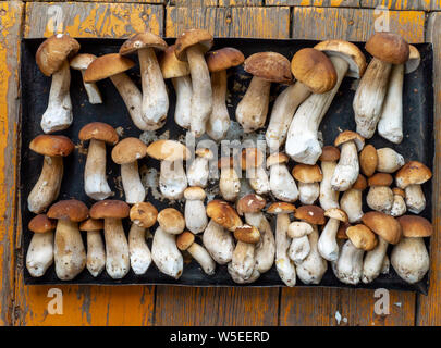 Penny bun ou champignons porcino. boletus edulis. D'abondantes récoltes de forêt en été. Banque D'Images