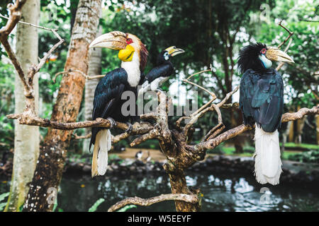 Trois oiseaux calao nimbés sur branch à Bali Bird Park Banque D'Images