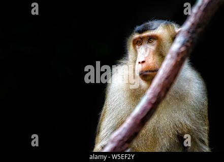 Peu de Barbary macaque, Macaca sylvanus, assis sur l'arbre. Il est très mignon. C'est la photo en gros plan. C'est nature background wit mignon petit singe. Banque D'Images