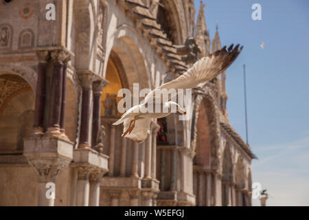 Une mouette voler en face de la Basilique sur la Place St Marc à Venise,Italie Banque D'Images