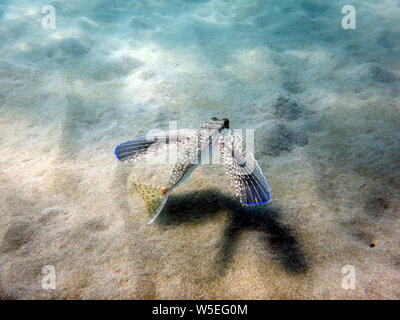 Le grondin volant dactylopterus volitans grondin casque ou capturés dans les eaux peu profondes à déployer ses grandes ailes tachetées de bleu intense Banque D'Images