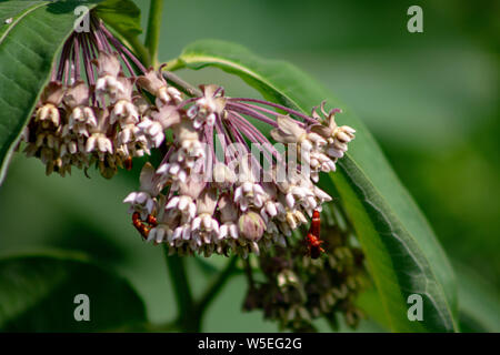 Fleurs roses d'Asclepias syriaca, communément appelé lait commun, la lutte contre les mauvaises herbes Lutte contre les mauvaises herbes en soie fleur papillon, soyeux, avalez-millepertuis, et Virginia silkweed, feuillage Banque D'Images