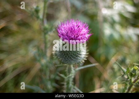 Abeille sur chardon des champs (Cirsium arvense) fleur pourpre 2. Abeille sur chardon des champs (Cirsium arvense) fleur pourpre. Focus sélectif et Banque D'Images
