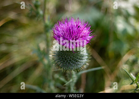 Abeille sur chardon des champs (Cirsium arvense) fleur pourpre 2. Abeille sur chardon des champs (Cirsium arvense) fleur pourpre. Focus sélectif et Banque D'Images