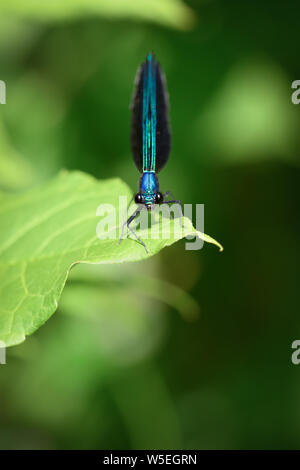 Ébène Jewelwing une libellule perchée au bord d'un marais à Toronto, Ontario's Taylor Creek Park. Banque D'Images