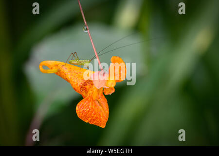 Une moindre Bush Katydid siège sur certains une Orange Jewelweed (une plante utilisée comme remède à l'herbe à puce) fleur en Toronto, Ontario's Taylor Creek Park. Banque D'Images