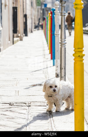 Petit chien lié au bollard dans la rue dans village Saint-Paul, Paris Banque D'Images