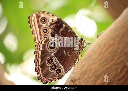 Avec des ailes de papillon Morpho fermé perché sur un arbre Banque D'Images