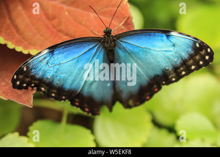 Avec des ailes de papillon bleu morpho Morpho menelaus - ouvert Banque D'Images