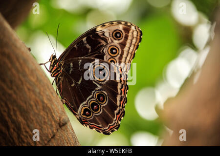 Papillon Morpho Morpho didius) (avec des ailes fermé perché sur un arbre Banque D'Images