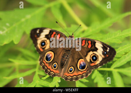 Junonia coenia - Buckeye commun papillon avec les ailes ouvertes Banque D'Images