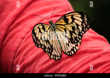 Idée leuconoe délicate, le cerf-volant de papier, papier de riz ou grand arbre nymph butterfly sitting sur bras avec de grandes ailes larges Banque D'Images