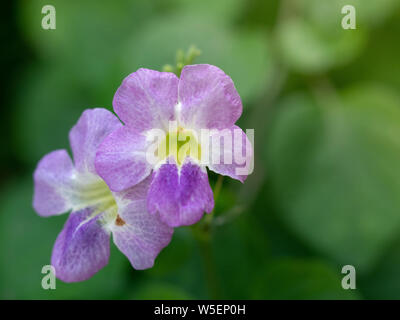 Close-up of Purple Flowers nom Bengale réveil vigne sur fond flou Banque D'Images