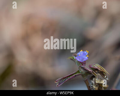 Close-up de petites fleurs violettes (Véronique Breckland nom Veronica praecox)couleurs naturelles Banque D'Images
