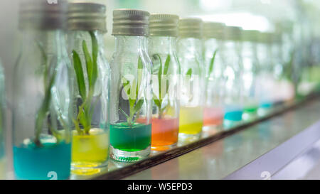 Les variétés cultivées de gaulis dans des bouteilles d'orchidées orchidée bébé,dans la bouteille Banque D'Images