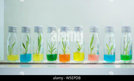 Les variétés cultivées de gaulis dans des bouteilles d'orchidées orchidée bébé,dans la mise en bouteille une longue rangée Banque D'Images