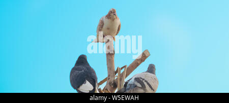 Close up de trois pigeons assis sur une pièces de bois ,fond de ciel bleu. Banque D'Images