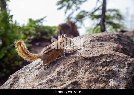 Mignon petit Chipmunk sur un rocher pendant une journée ensoleillée. Prises dans le Parc provincial Cypress, West Vancouver, British Columbia, Canada. Banque D'Images