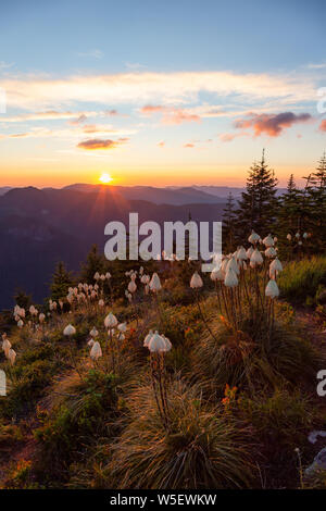 Belle vue de paysage de montagne américain au cours d'un été haut en couleurs éclatantes et le coucher du soleil. Prises de Sun Top Lookout, en Mt Rainier National Park, de sorte Banque D'Images