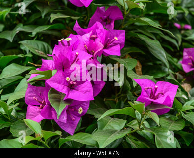 Beau bougainvilliers magenta (fleurs en papier) en couleur coloré (Bougainvillea glabra Choisy). Banque D'Images