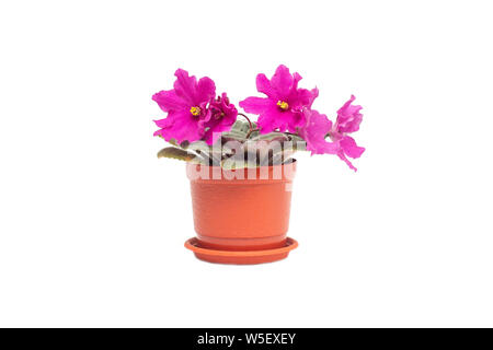 Dans un pot de fleurs en fleurs violet rose jeunes sur un fond blanc, isoler, le jardinage Banque D'Images