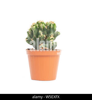 Petit bureau vert cactus dans un pot sur un fond blanc, isoler Banque D'Images