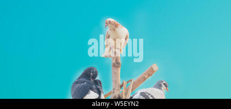 Close up de trois pigeons assis sur une pièces de bois ,fond de ciel bleu. Banque D'Images
