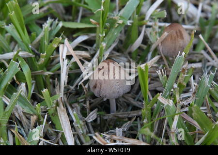 Variété de champignons qui poussent dans le jardin en hiver Banque D'Images