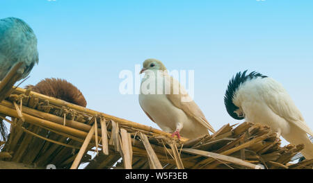 Close up de pigeons assis sur des pièces de bois ,fond de ciel bleu. Banque D'Images