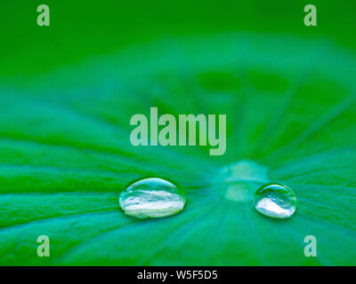 L'eau goutte sur la feuille de lotus, frais, naturel brillant Banque D'Images