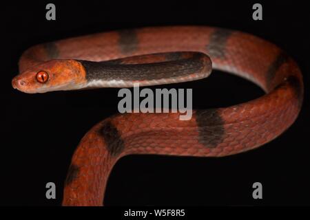 Serpent de vigne rouge (Siphlophis compressus) Banque D'Images