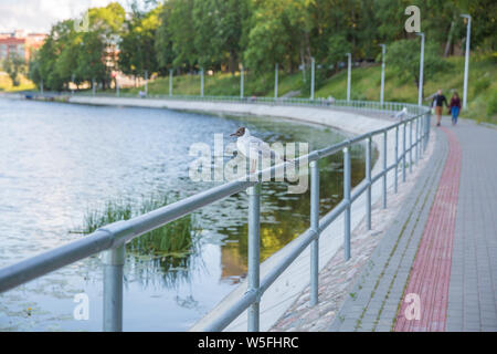 Riga, Lettonie République. Seagull est assise sur une balustrade en fer, entouré par l'eau et de la promenade. Juin 28. 2019 Banque D'Images