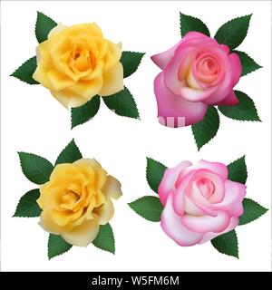 Ensemble de quatre roses de différentes couleurs. Vector illustration. Illustration de Vecteur