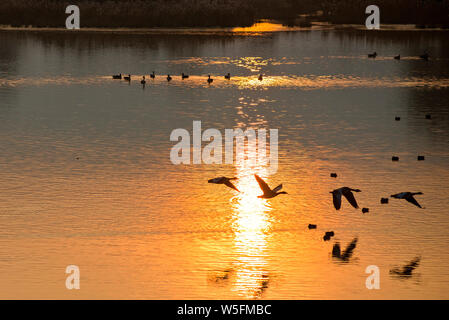 L'Italie, Friuli Isonzo, parc régional de l'estuaire, Isola della Cona Bird Sanctuary, oie cendrée (Anser anser) et eurasien ou sarcelles sarcelles commune (Anas crecca) Banque D'Images