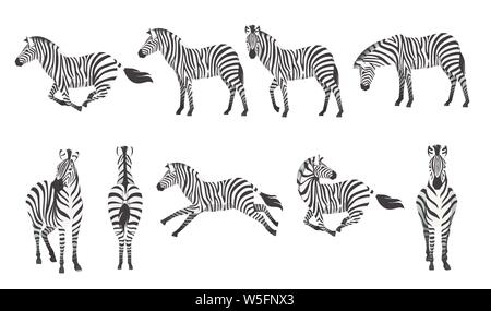 L'Afrique de l'ensemble de vue avant et côté zebra cartoon animal télévision design vector illustration isolé sur fond blanc. Illustration de Vecteur