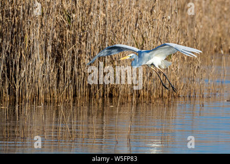 Grande aigrette (Ardea alba) est une espèce de héron au la famille des Ardeidae. Banque D'Images