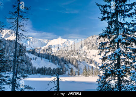L'Autriche, la vallée de Kleinwalsertal (peu), Walser Allgau Alpes, la forêt d'épinette de Norvège ; Schwarzwassertal Banque D'Images