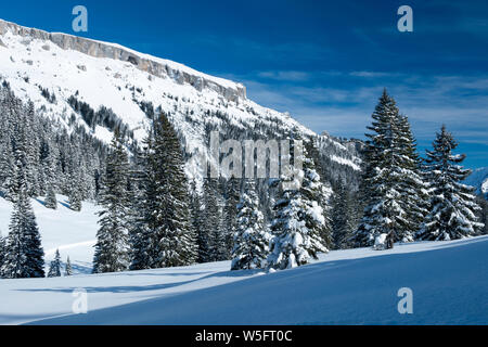 L'Autriche, la vallée de Kleinwalsertal (peu de Walser), Alpes, Schwarzwassertal Allgau, bg. : Hoher Ifen (2230 m) ; forêt d'épinette de Norvège Banque D'Images