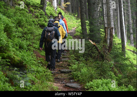 28 mai 2019, Bade-Wurtemberg, Seebach : un groupe de randonnée est guidée par un ranger dans le Parc National de la Forêt-Noire à travers la Forêt Noire par le Ruhestein. Photo : Uli Deck/dpa Banque D'Images