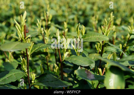 Une vue de pousses et de feuilles de thé Longjing dans une plantation de thé, dans la ville de Hangzhou, Zhejiang Province de Chine orientale, le 16 mars 2019. Les agriculteurs chinois sont n Banque D'Images