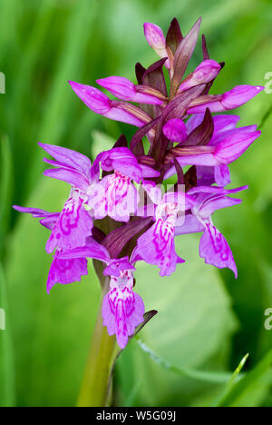 L'Autriche, l'UNESCO Réserve de biosphère de la Salzbourg Lungau, Prebersee lac alpin, western marsh orchid (Dactylorhiza majalis) Banque D'Images