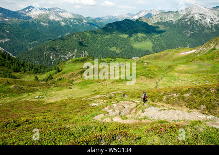 L'Autriche, l'UNESCO Réserve de biosphère de la Salzbourg Lungau, Tauern, Twengeralm alpenrose (Rhododendron ferrugineum, fleurs) Banque D'Images