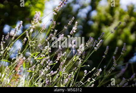 Des fleurs de lavande dans le jardin. Focus sélectif. Banque D'Images