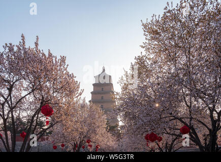 Le Giant Wild Goose Pagoda est entouré de Prunus cerasus dans fleur pleine de Xi'an, ville du nord-ouest de la Chine, dans la province de Shaanxi, du 20 mars 2019. Banque D'Images