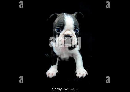 La plus mignonne des Boston Terrier breed puppy look. Chien nouveau-né gros plan sur l'arrière-plan noir. Bouledogue français alike Banque D'Images