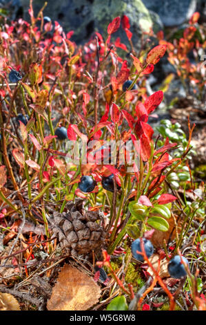 Haut de la tombe du Scot : cône de pin (Pinus sylvestris) et la montagne de feuilles de bouleau (Betula pubescens ssp. czerepanovii), l'Airelle rouge (Vaccinium vitis-idaea), myrtille (Vaccinium myrtillus), temps Ruska (automne), Parc National Pallas-Yllastunturi, Laponie, Finlande Banque D'Images